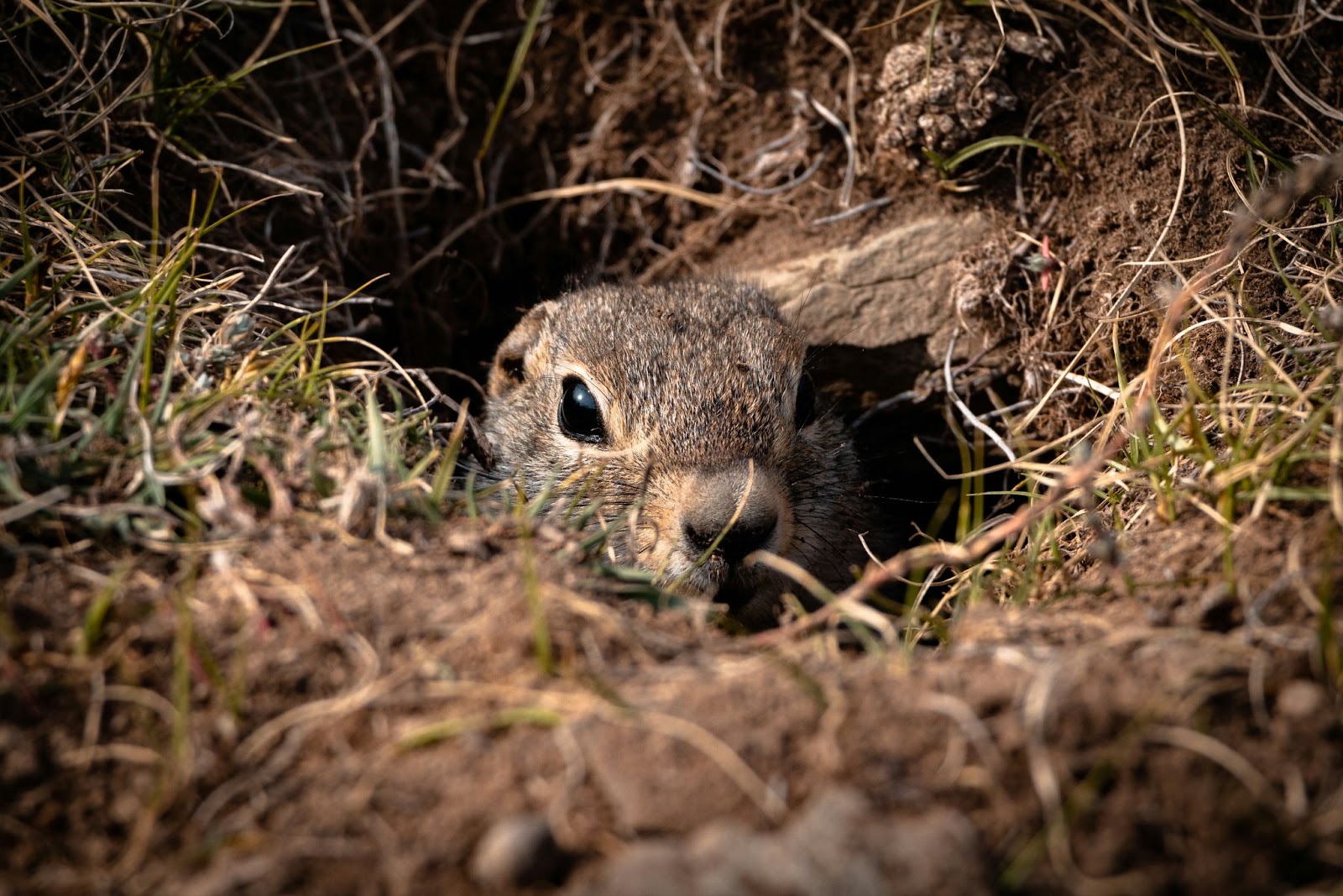 What’s the Difference Between a Gopher and a Groundhog? What’s the Difference Between a Gopher and a Groundhog?