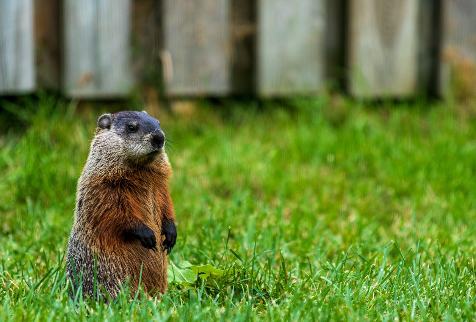 What’s the Difference Between a Gopher and a Groundhog? What’s the Difference Between a Gopher and a Groundhog?
