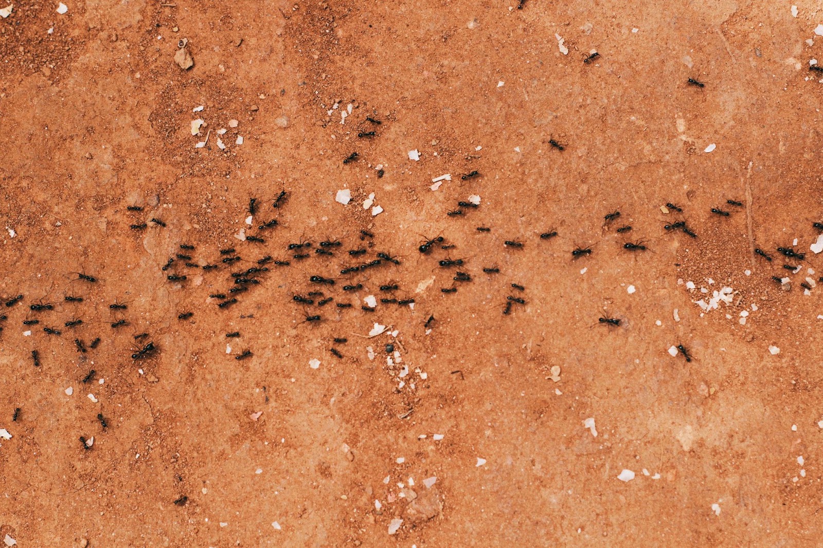 The Ultimate Guide to Insect Exclusion for Your Novato Home The Ultimate Guide to Insect Exclusion for Your Novato Home