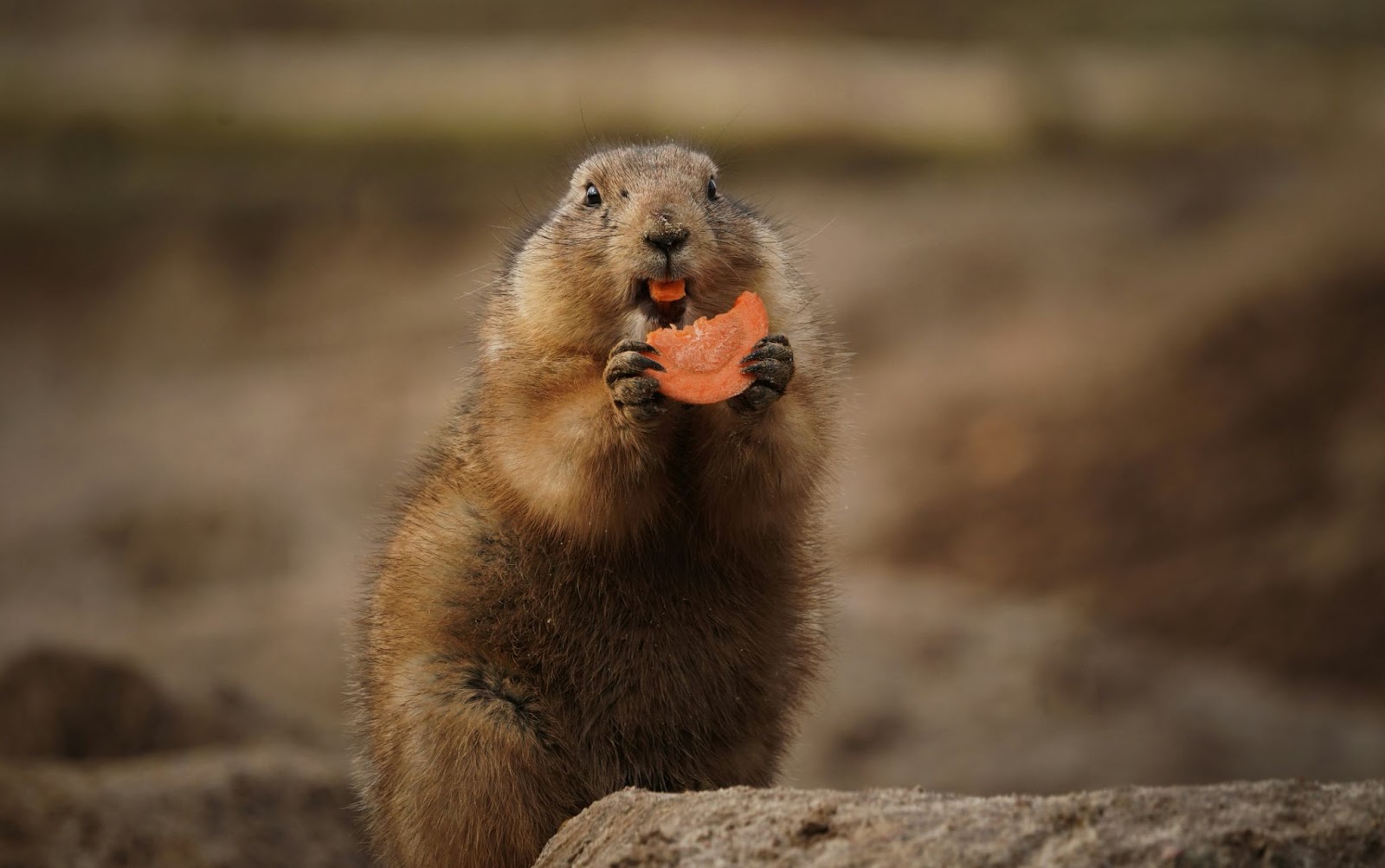 What’s the Difference Between a Gopher and a Groundhog? What’s the Difference Between a Gopher and a Groundhog?