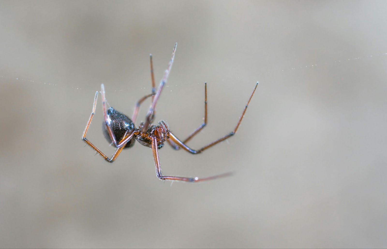 The Ultimate Guide to Insect Exclusion for Your Novato Home The Ultimate Guide to Insect Exclusion for Your Novato Home