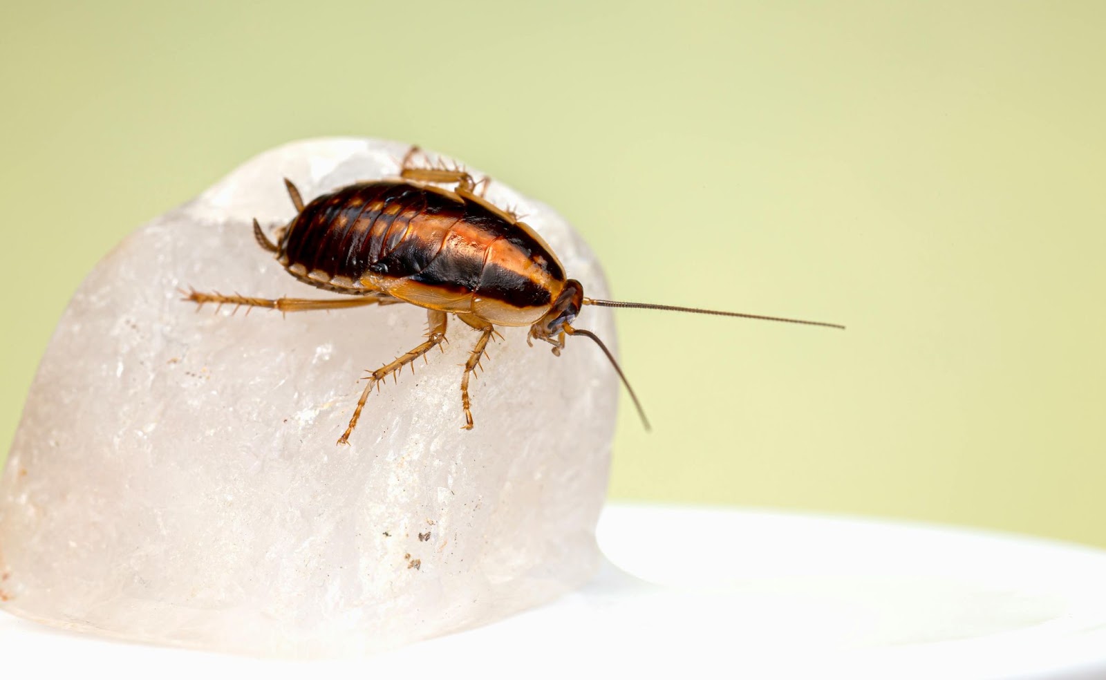The Ultimate Guide to Insect Exclusion for Your Novato Home The Ultimate Guide to Insect Exclusion for Your Novato Home
