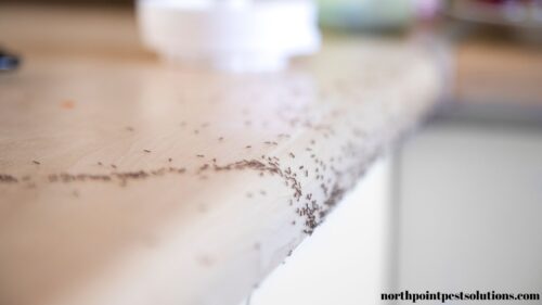 ants