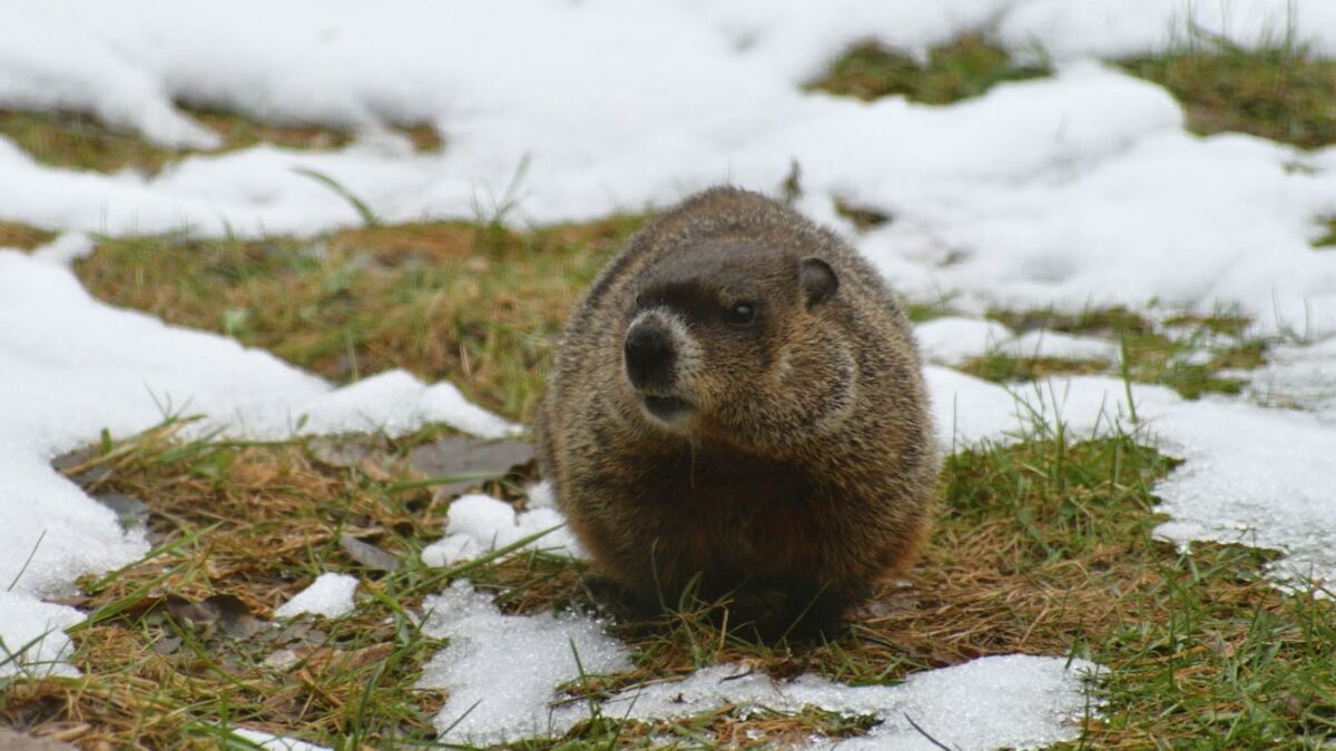 April: Gopher vs. Groundhog: Spot the Differences With This Guide