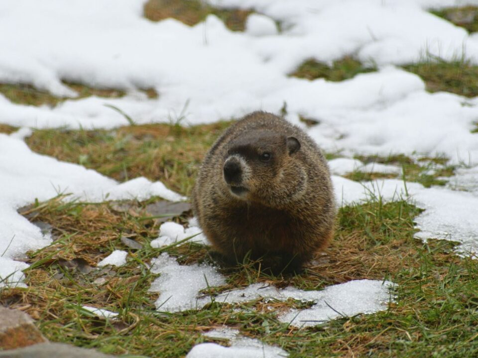 April: Gopher vs. Groundhog: Spot the Differences With This Guide