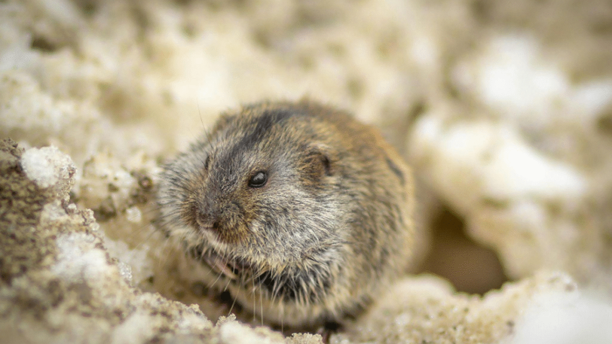 Rodent