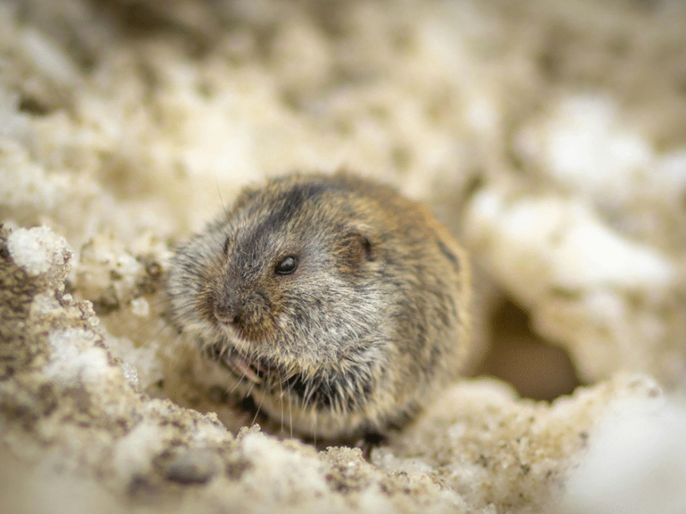 Rodent