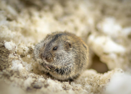A small vole. Voles can damage lawns and it is recommended to call a professional vole removal company.