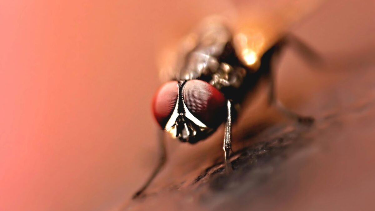 Pest control services near me