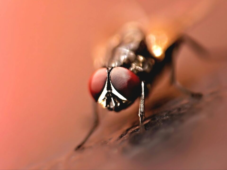 Pest control services near me