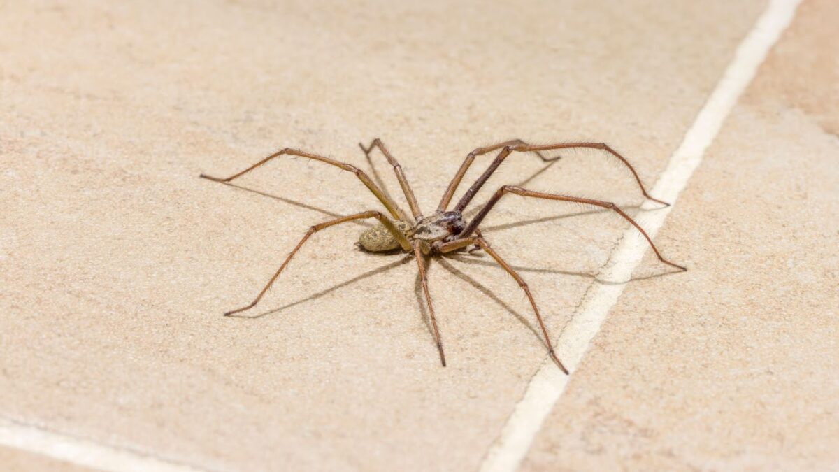 Spider exclusion in Sonoma CA