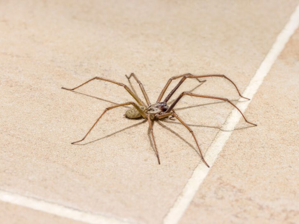 Spider exclusion in Sonoma CA