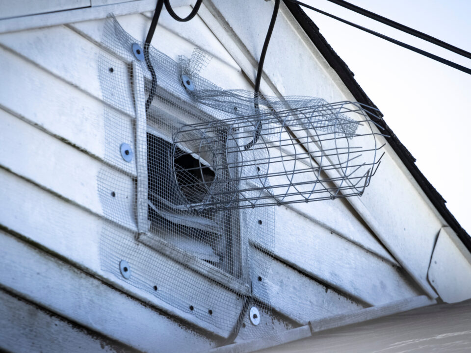 Rodent control in Marin county