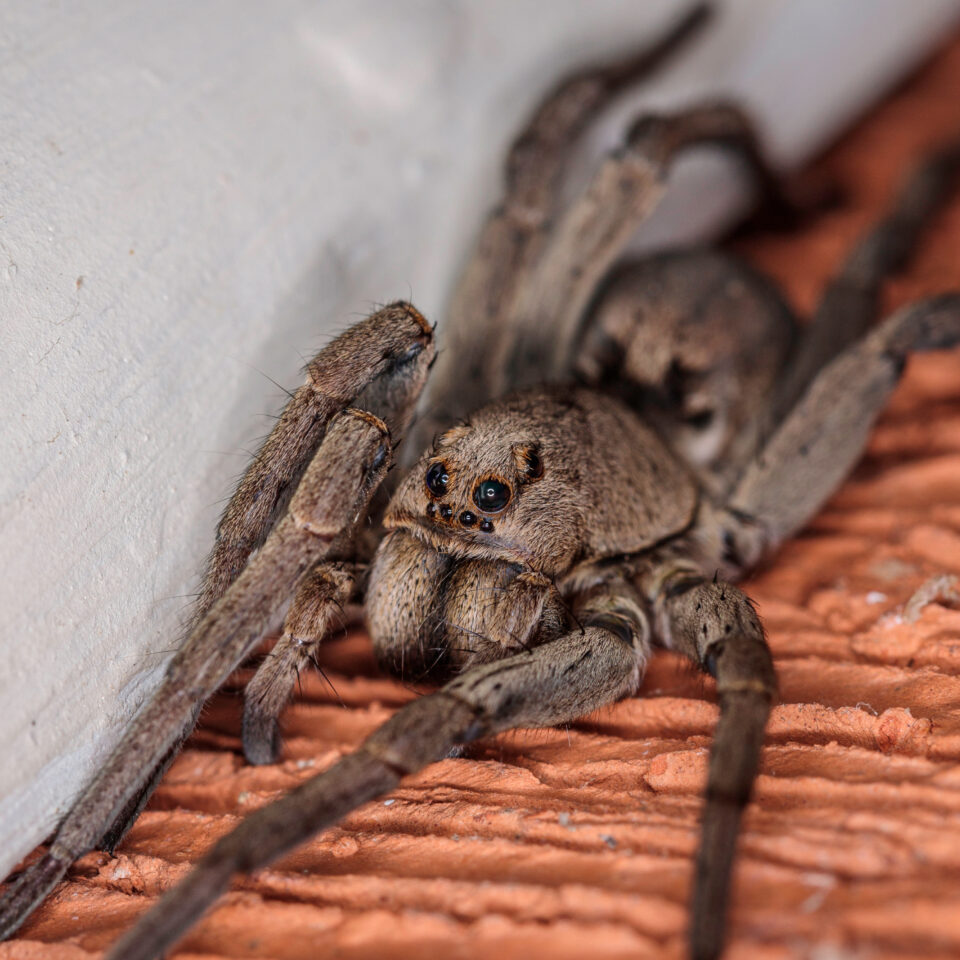 Wolf spiders in California