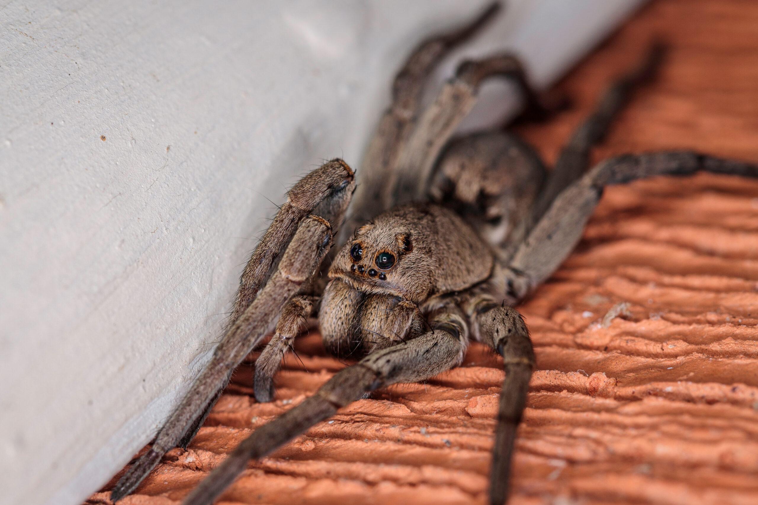 Guide to Wolf Spiders in Marin County | CA Pest Control