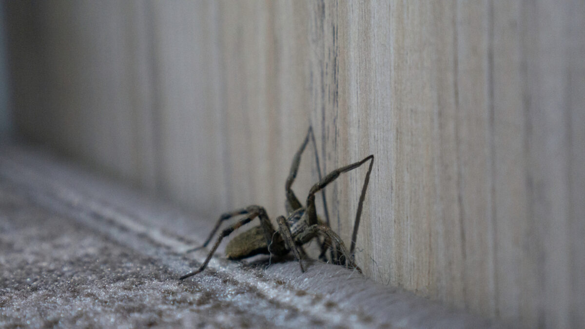 Wolf spider
