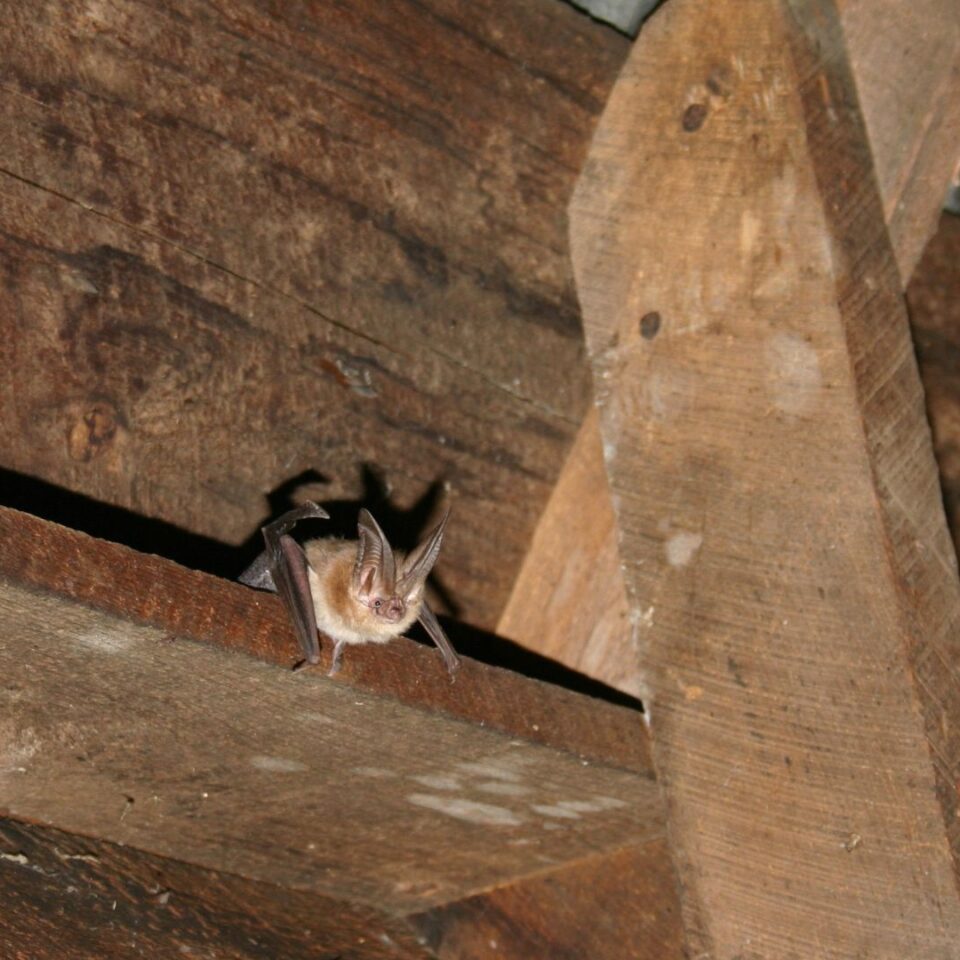 Bat abatement services in Green Valley CA