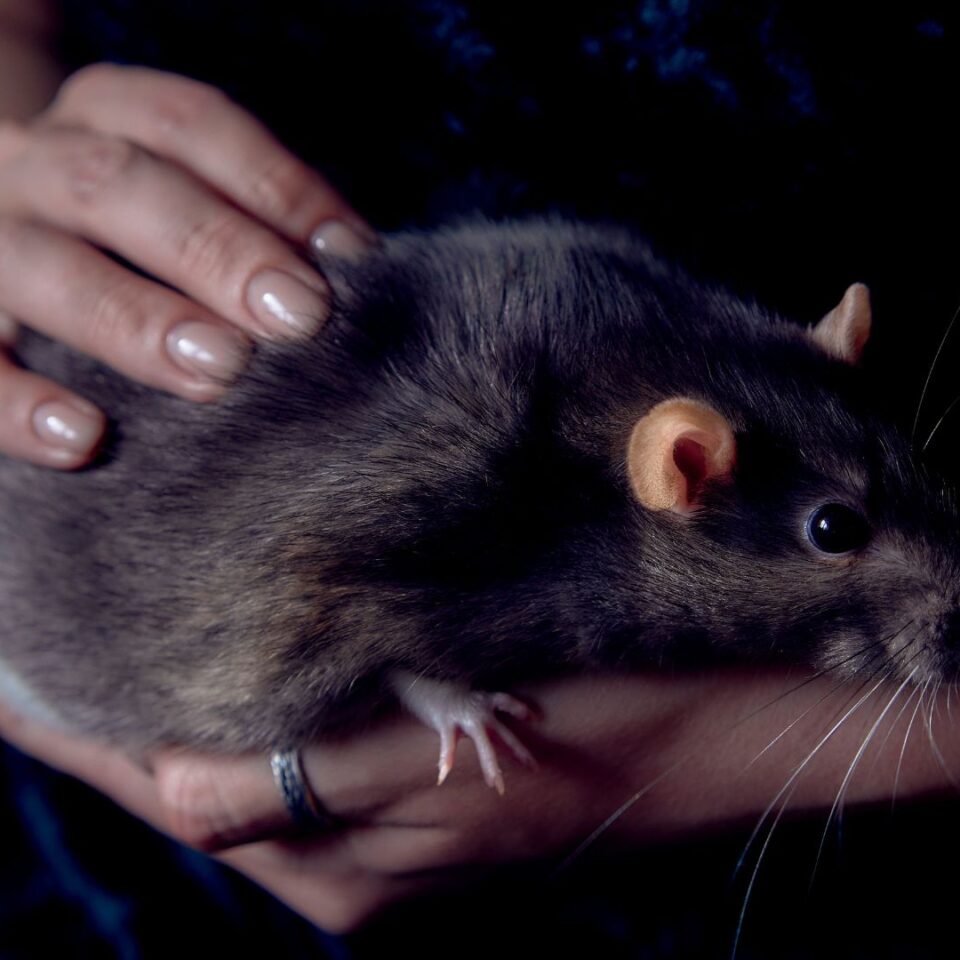 How big can rats get?