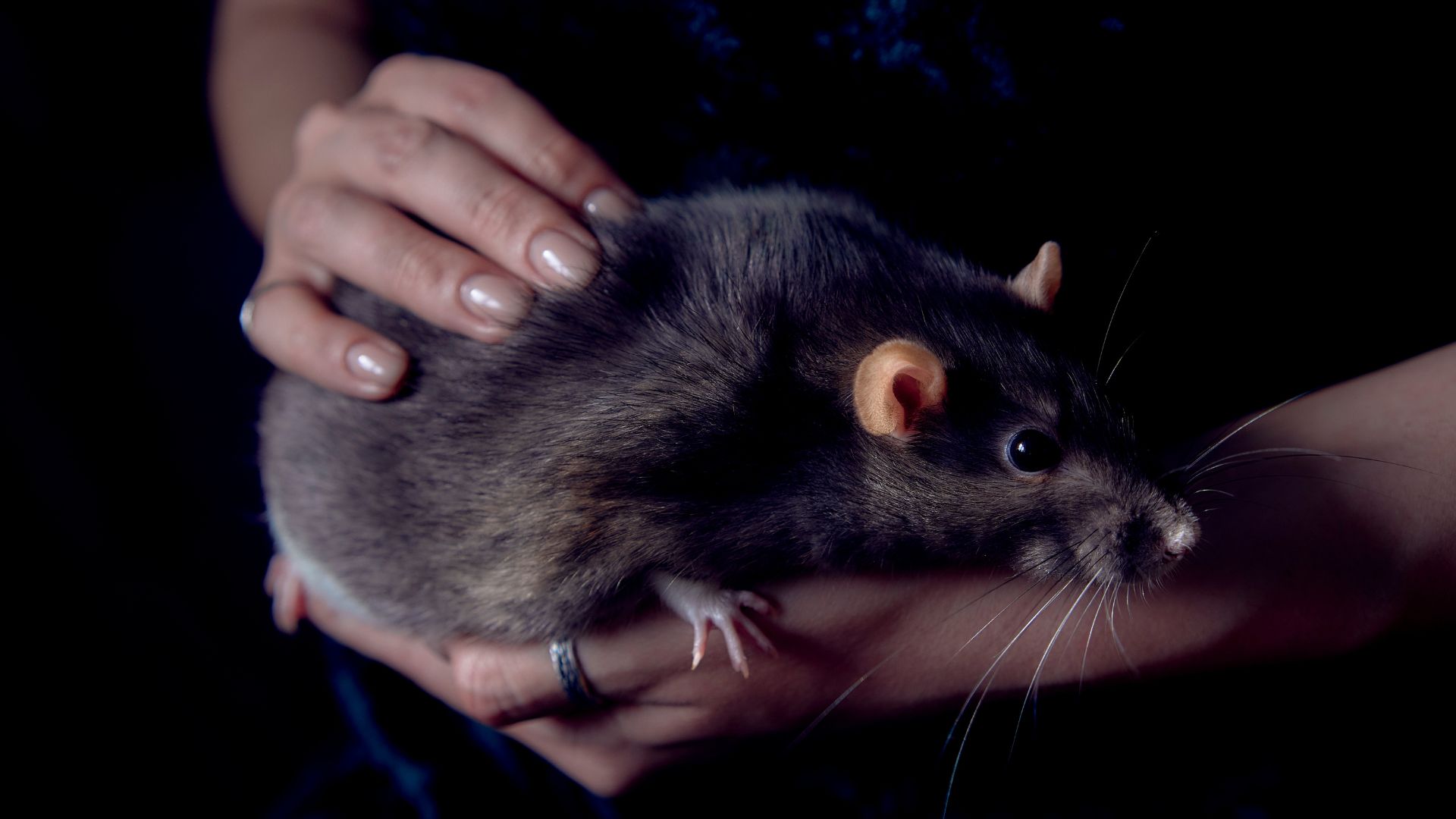 How Big Can Rats Get? – North Point Pest Solutions
