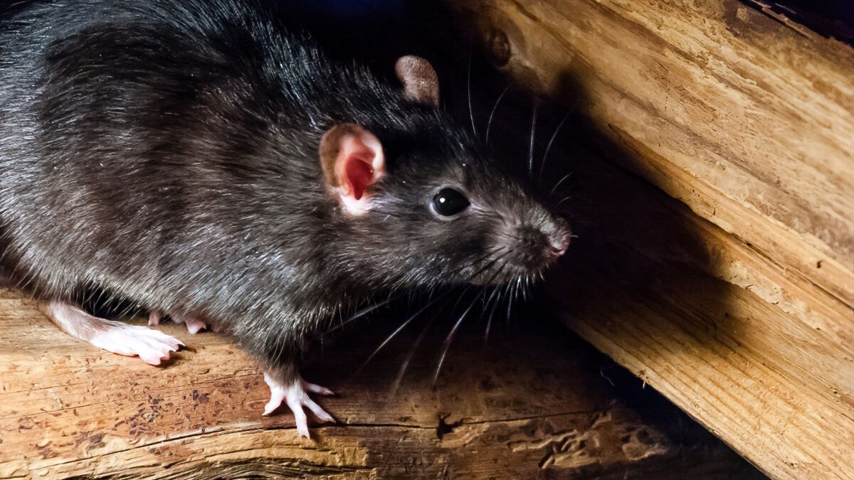Black rat