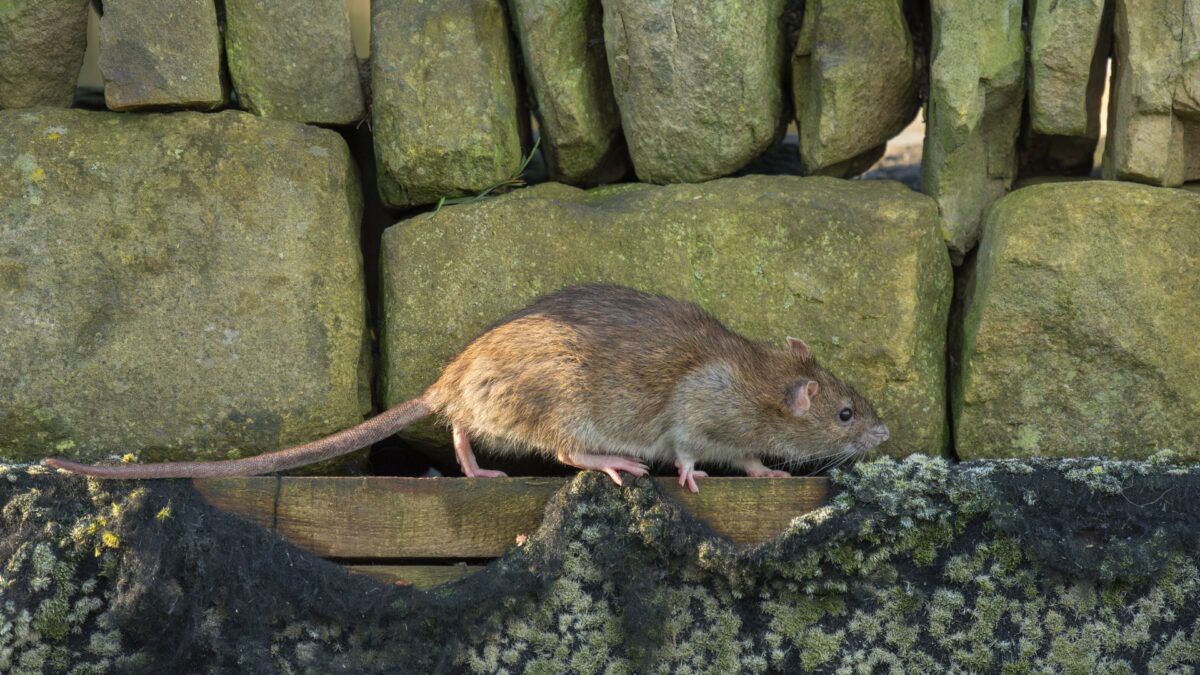 Large brown rat