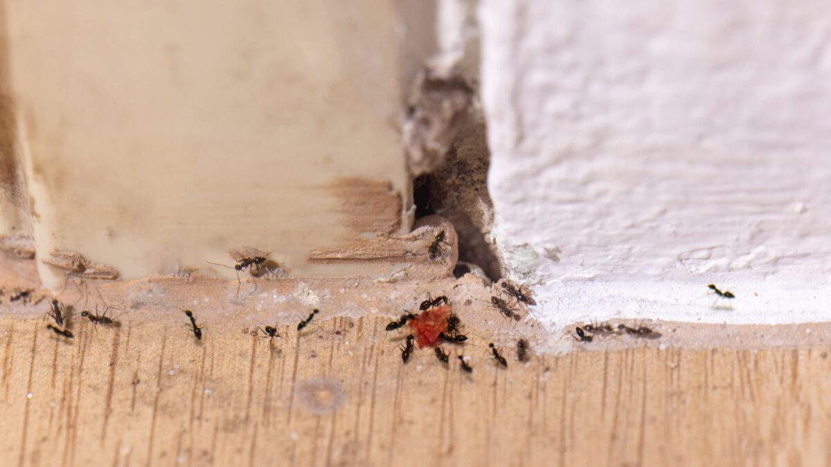 Ants entering crack in doorframe