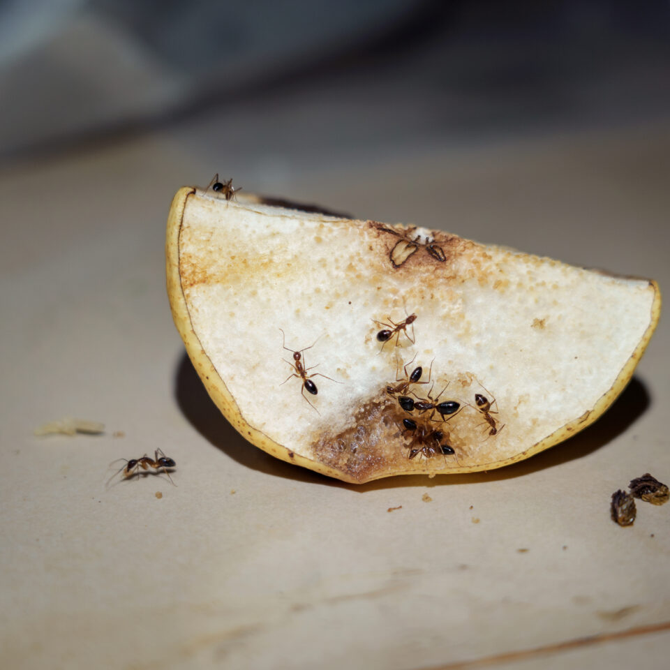 Where do ants come from