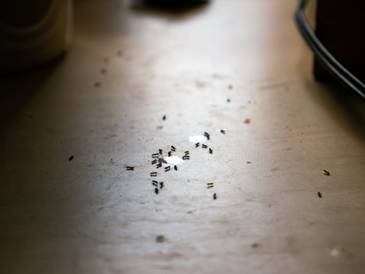 Ants in kitchen