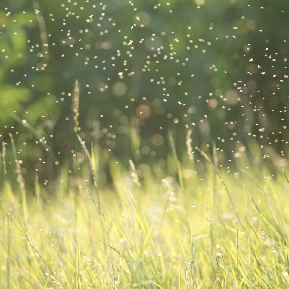 Mosquito swarm in a backyard