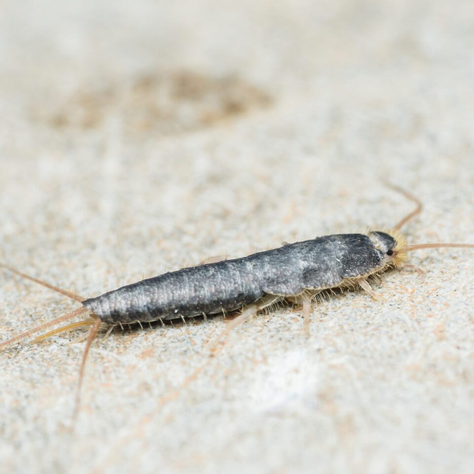 Silverfish exterminator